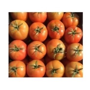 Fresh Tomato by  Excellence Global Trade 