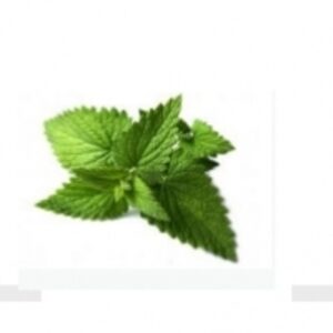 Spearmint by  Excellence Global Trade 