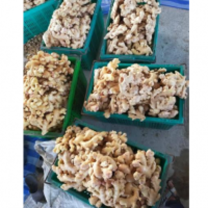 resources of Ginger exporters