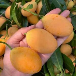 Plum Mangoes by Allix Export Co., Ltd