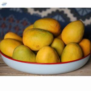 Mangoes by  Aquila Overseas 