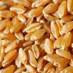 Durum Wheat by  Aquila Overseas 