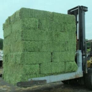 Alfalfa Hay Bales by  Flumxat Global B2b Trading Pty Ltd 