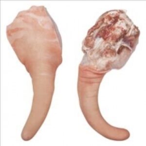 Frozen Pork Tail by  Flumxat Global B2b Trading Pty Ltd 