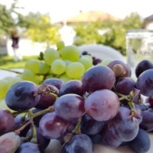 Fresh Sweet Grapes by  Flumxat Global B2b Trading Pty Ltd 
