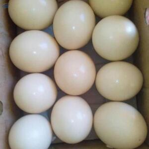 Fertile Ostrich Eggs