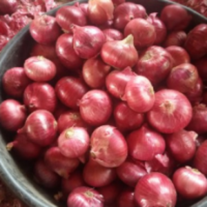 Small Red Onion by  Modi Exporters 