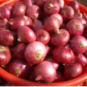 Nashik Onion by Modi Exporters