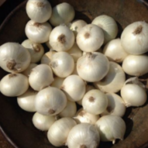 Fresh Small White Onion by Modi Exporters