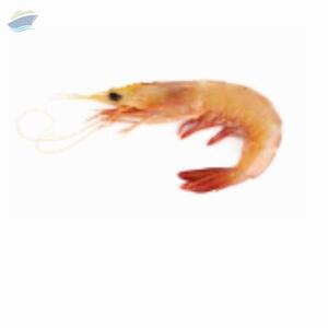 Banana Shrimp by PT. Tridaya Adhitama