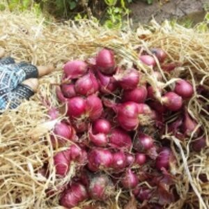  Vietnamese Fresh Onion 