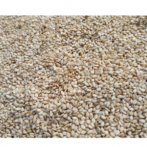 Sesame Seed by  A2Z General Trading LLC 