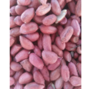Groundnut (Peanut) by  Borborgroup Inc 