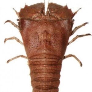 Red Thenus Lobster by  Mister Exportir Indonesia 