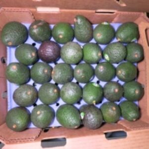 Fresh Avocados by  Echo International Co 