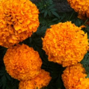 Marigold Extracts by  Energeia Life Sciences 