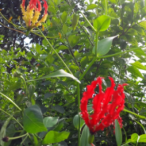 Gloriosa Superba by  Energeia Life Sciences 