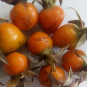 Rosehip Extract Vitamin C by  Energeia Life Sciences 