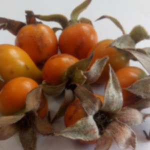 Rosehip by  Energeia Life Sciences 