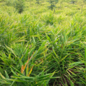 Zingiber Officinale by  Energeia Life Sciences 