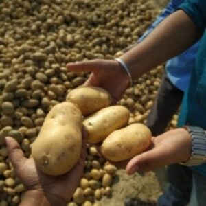 Indian Potatoes by  Vinpro Exim 