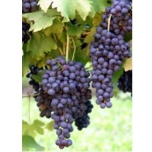 Grape (Blue-Black) Pulp by Mysore Fruit Products Ltd.