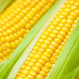  Maize/corn 