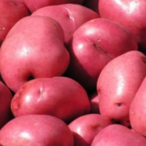 Red Potato by  Verittas Agro Empreendimentos Rurais E Exportadora Ltda 