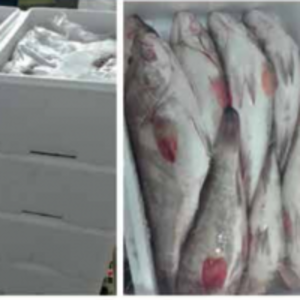 Frozen Mackerel by  Verittas Agro Empreendimentos Rurais E Exportadora Ltda 