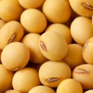 Soybean by  Verittas Agro Empreendimentos Rurais E Exportadora Ltda 