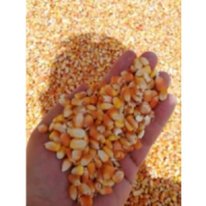 Yellow Corn by  Daimond Enterprises International 