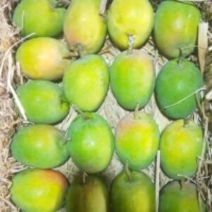 Mangoes by  Daimond Enterprises International 