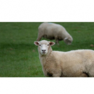 Grass Seeds by  Cope Seeds & Grain 