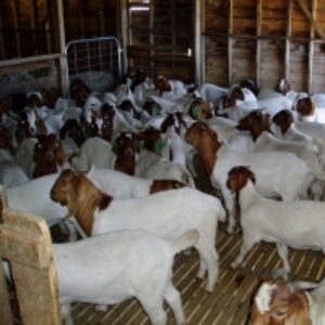  Boer Goat 