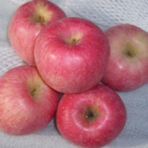 Gala Apples by  Soupin Jean Stephane 