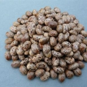  Castor Seeds 