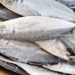  Quality Frozen Horse Mackerel 