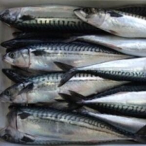 Pacific Mackerel Ice Fish 