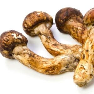  Matsutake Mushroom 