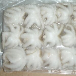  Baby Frozen Octopus For Sale 