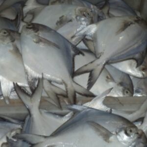  White Silver Pomfret Fish 
