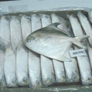  Silver Pomfret Fish 