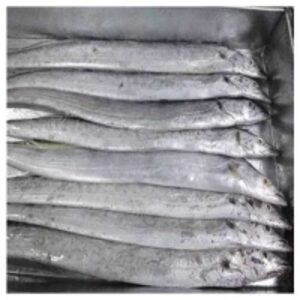 Fresh Frozen Ribbon Fish
