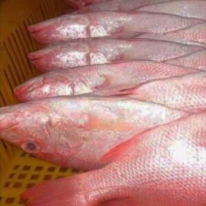  Frozen Red Snapper Fish 