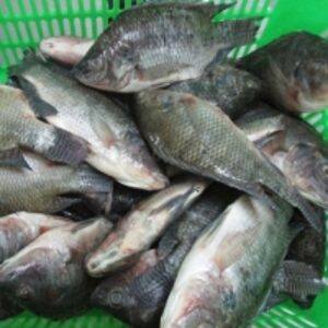  Bulk Frozen Black Tilapia 