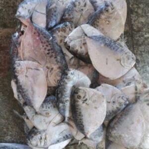 Frozen Moonfish by  Soupin Jean Stephane 