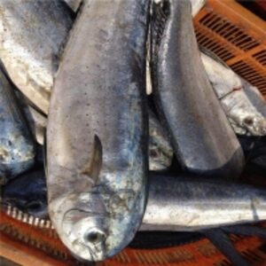  Frozen Mahi Mahi Whole Round 