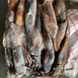  Frozen Equatorial Squid 
