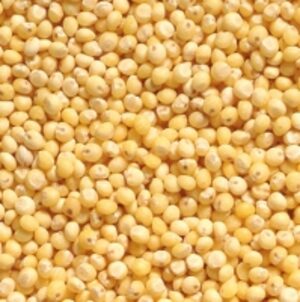 Quality Millet by  Soupin Jean Stephane 