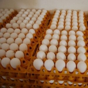  Brown/white Table Eggs 